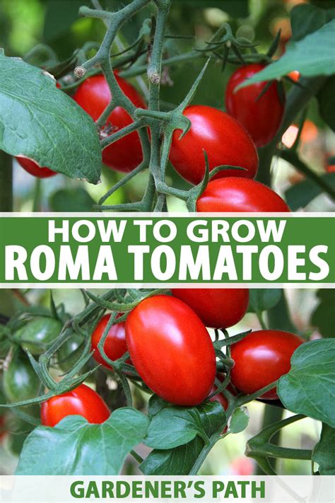 mature roma|Growing Roma Tomatoes